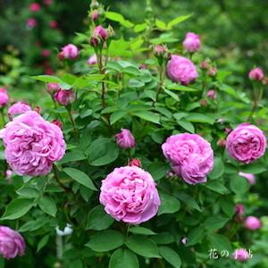 バラ　トムウッド｜花の手帖のバラ図鑑