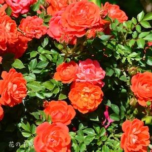 バラ　トップマークス（Top Marks）｜花の手帖のバラ図鑑