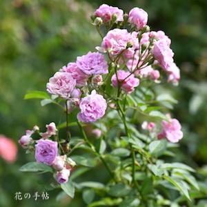 バラ　トウバイノコ（冬梅之子）｜花の手帖のバラ図鑑