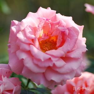 バラ　トーナメント オブ ローゼズ（Tournament of Roses）｜花の手帖のバラ図鑑