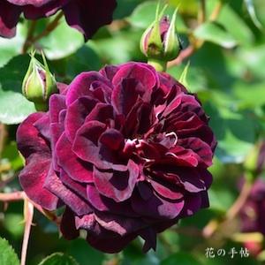 バラ　トラディスカント（Tradescant）｜花の手帖のバラ図鑑