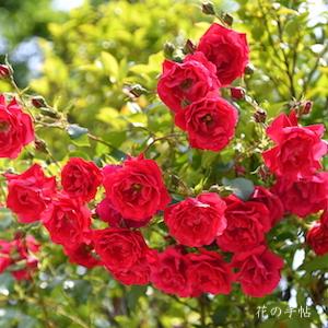 バラ　トラディション95（Tradition 95）｜花の手帖のバラ図鑑