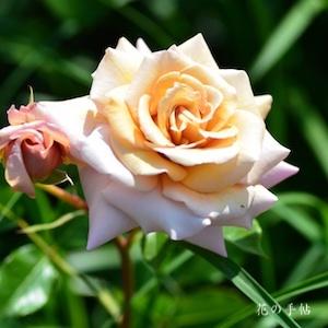 バラ　トレゾア（Tresor）｜花の手帖のバラ図鑑
