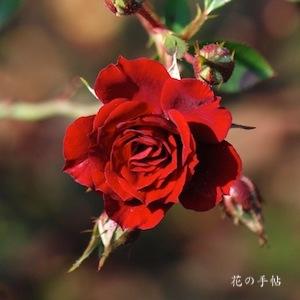 バラ　トリニティ（Trinity）｜花の手帖のバラ図鑑