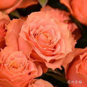 バラ　トロピカルシャーベット（Tropical Sherbet）｜花の手帖のバラ図鑑