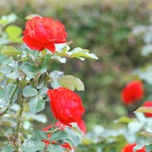 バラ　トランペッター（Trumpeter）｜花の手帖のバラ図鑑