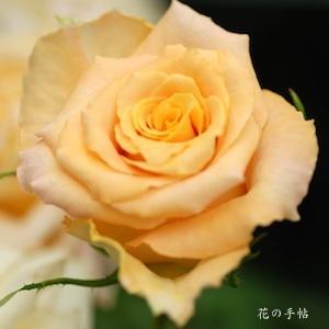 バラ　ウリエル（Uriel）｜花の手帖のバラ図鑑