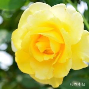 バラ　ヴァンデ グローブ（Vandee Globe）｜花の手帖のバラ図鑑