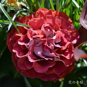 バラ　ヴィクトリアーナ｜花の手帖のバラ図鑑