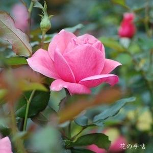 バラ　ヴィオレーヌ｜花の手帖のバラ図鑑