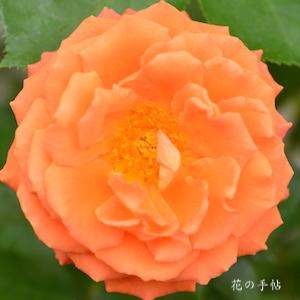 バラ　ビブレバカンス｜花の手帖のバラ図鑑