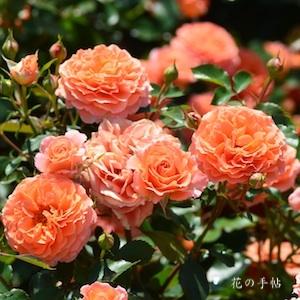 バラ　ビブレバカンス｜花の手帖のバラ図鑑