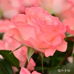 バラ　ワルツ｜花の手帖のバラ図鑑