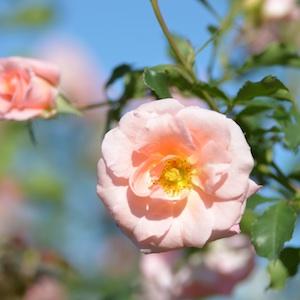 バラ　ワラベウタ（Warabeuta）｜花の手帖のバラ図鑑