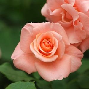 バラ　ワラベウタ（Warabeuta）｜花の手帖のバラ図鑑