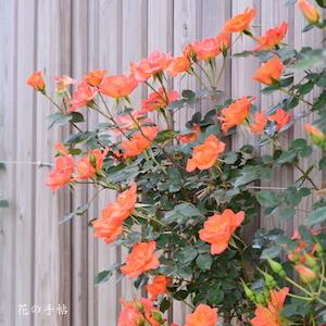 バラ　ウォームウェルカム（ROSE　Warm Welcome）｜花の手帖のバラ図鑑