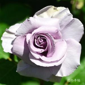 バラ　ワタラセ（わたらせ／Watarase）｜花の手帖のバラ図鑑
