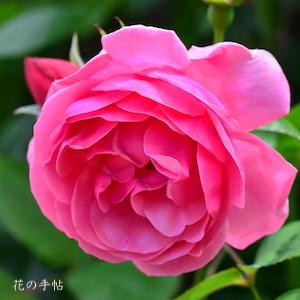 バラ　ヴァイエンシュテファン（Weihenstephan）｜花の手帖のバラ図鑑