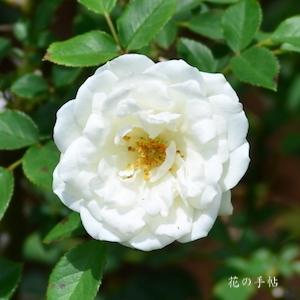 バラ　ホワイトフェアリー｜花の手帖のバラ図鑑