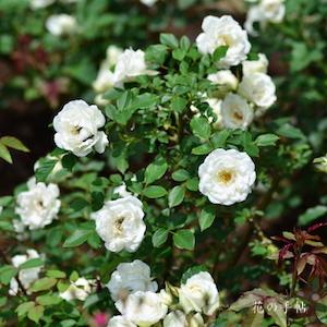 バラ　ホワイトフェアリー｜花の手帖のバラ図鑑