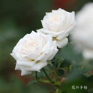 バラ　ホワイト ジェム｜花の手帖のバラ図鑑