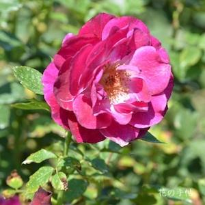 バラ　ワイルド ブルー ヨンダー（Wild Blue Yonder）｜花の手帖のバラ図鑑