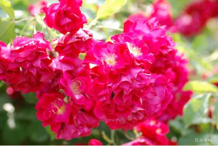 バラ　ウイルヘルム（Wilhelm）｜花の手帖のバラ図鑑