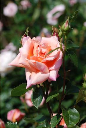 バラ　ウィルヘルム ブレーデル（Wilhelm Breder）｜花の手帖のバラ図鑑