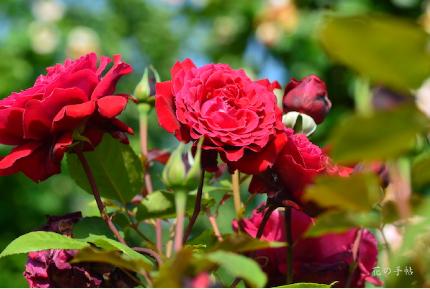 バラ　ウィンショッテン（Winshoten）｜花の手帖のバラ図鑑