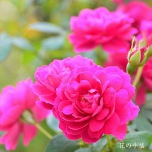 バラ　ワイズポーシャ（Wise Portia）｜花の手帖のバラ図鑑