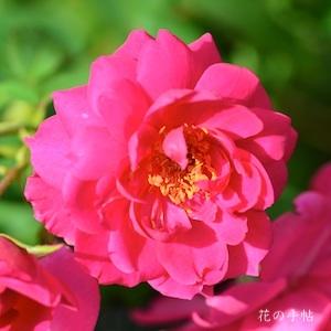 バラ　ワイズポーシャ（Wise Portia）｜花の手帖のバラ図鑑