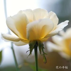 バラ　イエロー クイーン エリザベス｜花の手帖のバラ図鑑