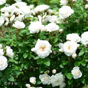 バラ　よそおい（Yosooi）｜花の手帖のバラ図鑑