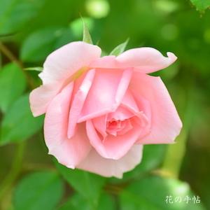 バラ　ユー アー ビューティフル（You are Beautiful）｜花の手帖のバラ図鑑