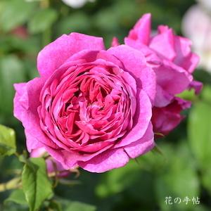 バラ　ヤング リシダス（Young Lycidas）｜花の手帖のバラ図鑑