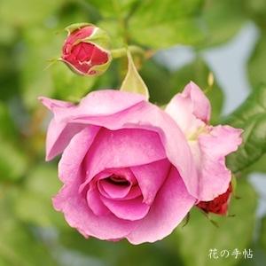 バラ　ヤング リシダス（Young Lycidas）｜花の手帖のバラ図鑑