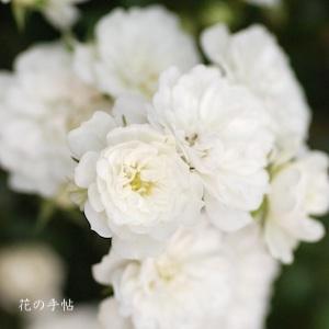 バラ　ユキアカリ（雪あかり）｜花の手帖のバラ図鑑