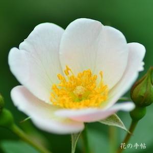 バラ　ユキッコ（雪っ子）｜花の手帖のバラ図鑑