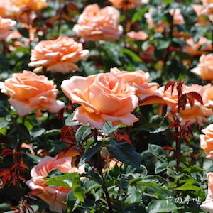 バラ　ユメ（夢）｜花の手帖のバラ図鑑