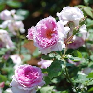 バラ　ユメカ（夢香）｜花の手帖のバラ図鑑