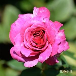 バラ　ユメムラサキ（夢紫）｜花の手帖のバラ図鑑