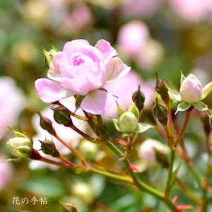 バラ　ユメオトメ（夢乙女）｜花の手帖のバラ図鑑