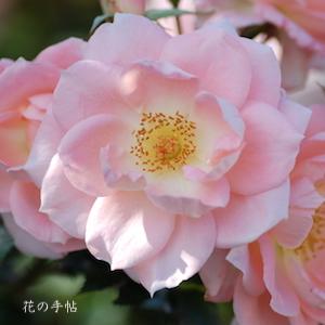 バラ　ユウカ（優花）｜花の手帖のバラ図鑑