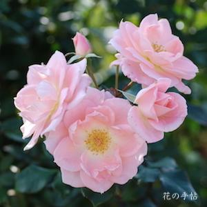バラ　ユウカ（優花）｜花の手帖のバラ図鑑