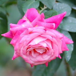 バラ　ユウゼン（友禅）｜花の手帖のバラ図鑑