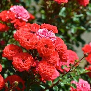 バラ　ツヴェルゲンフェー '09（Zwergenfee '09）｜花の手帖のバラ図鑑