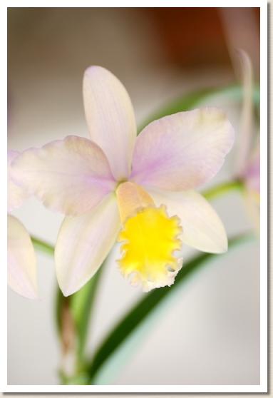 リンカトレアンセ 'ワルツ フォー デビー'