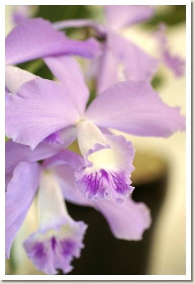 ソフロニティス アキラズスプリング ハルミ