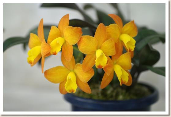 ソフロカトレア シーガルス タイニー ティム マークン