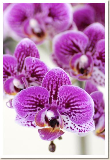 ドリテノプシス シーナズ ベリー x シーナズ パール 'アオキジ'